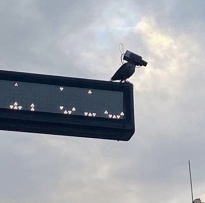 Bird perched on a street sign wearing a security camera, a misleading and confusing photo that looks like a glitch in real life.
