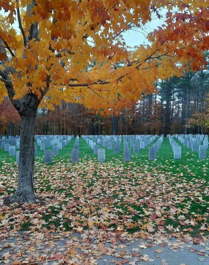 Autumn leaves on a tree and ground in a cemetery create a misleading and confusing photo that looks like a glitch in real life.