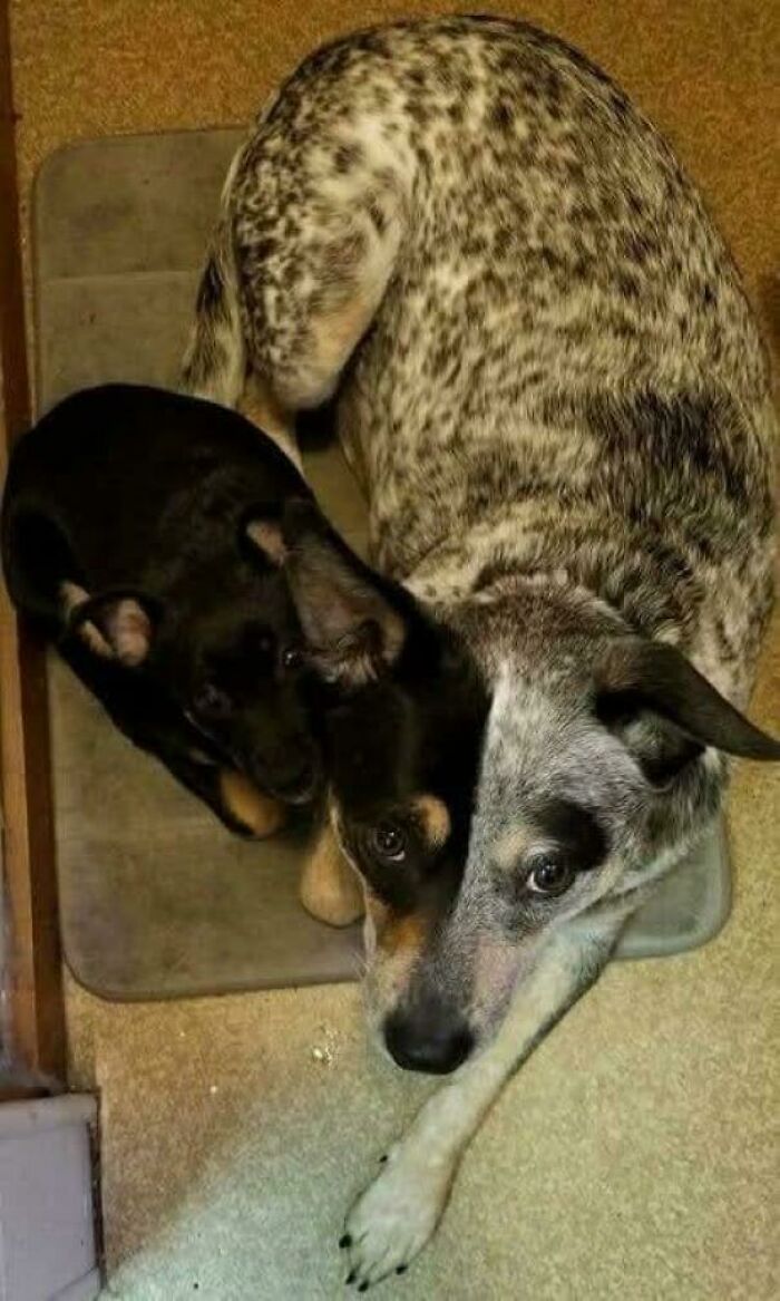 Two dogs lying close together, creating a misleading and confusing photo that looks like a real-life glitch.