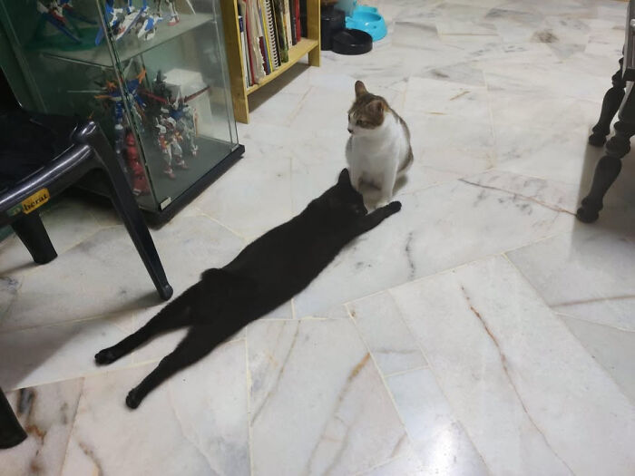 Two cats on a marble floor creating a misleading and confusing photo that looks like a glitch in real life.