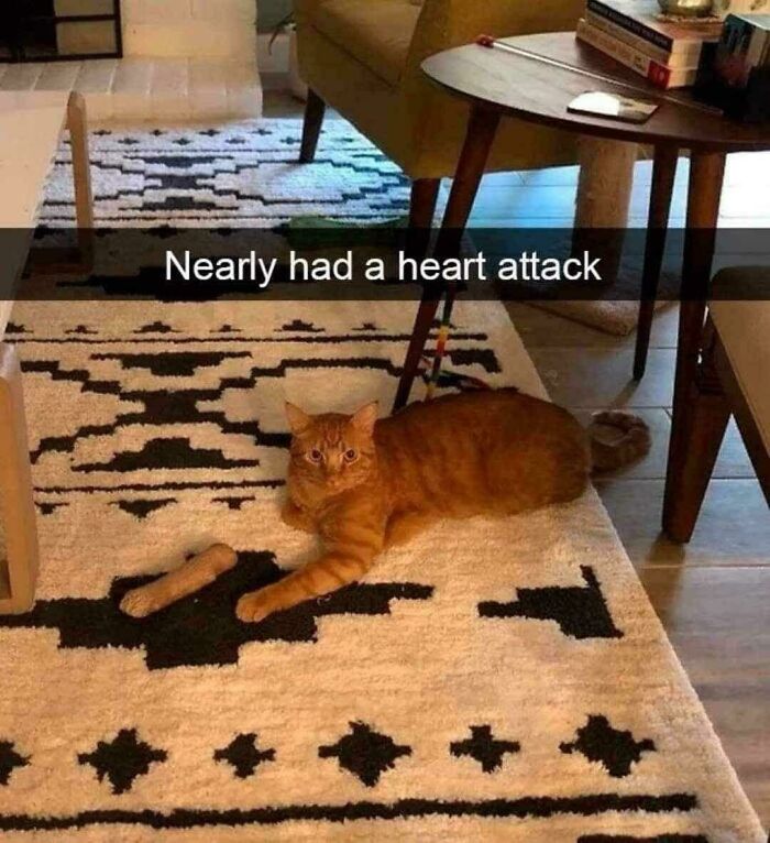 Ginger cat lying on a patterned rug with a bone-shaped object, a misleading photo that looks like a real-life glitch.