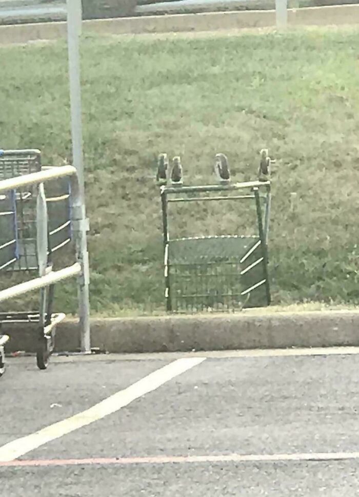 Four birds perched on a shopping cart give a misleading and confusing photo that seems like a glitch in real life.