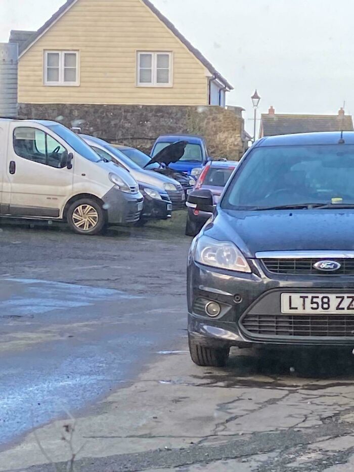 Crow perched on a car hood creates a misleading photo that seems like a glitch in real life in a parking lot.