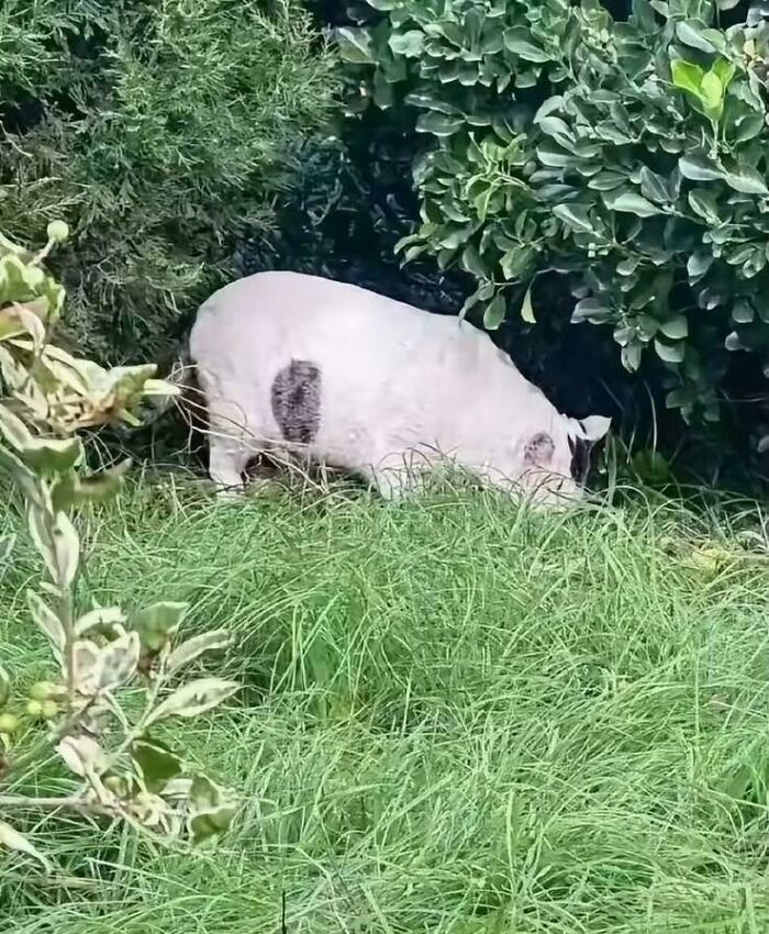Pig blending into greenery, creating a misleading and confusing photo that looks like a glitch in real life.