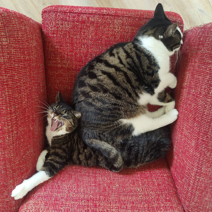 Two tabby cats on a red chair creating a misleading and confusing photo that seems like a glitch in real life.
