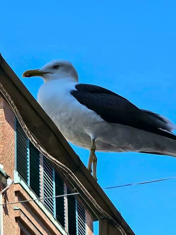 Seagull perched on railing against blue sky, a misleading and confusing photo that seems like a glitch in real life.