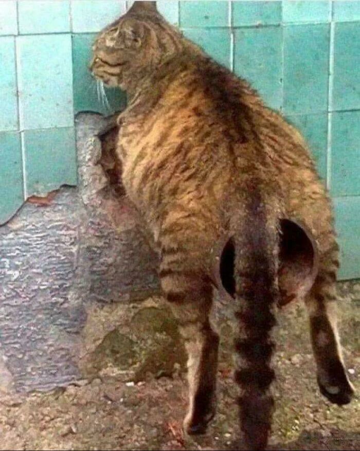Tabby cat appearing to have two back ends due to a wall hole, creating a misleading and confusing photo glitch effect.