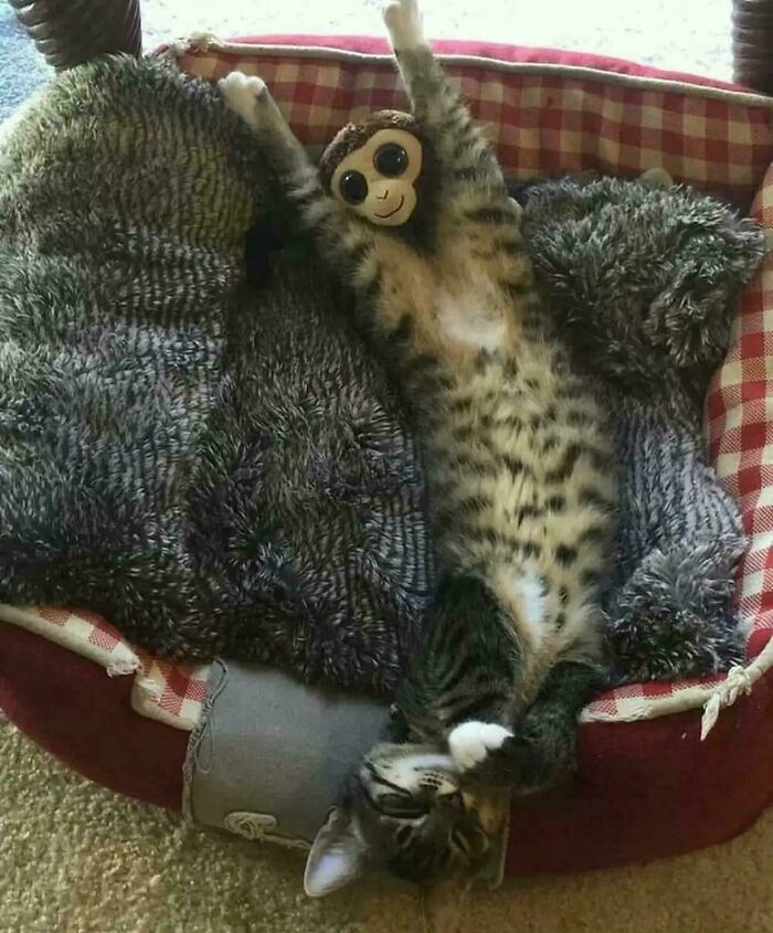 Cat lying stretched out on bed with a toy monkey creating a misleading and confusing photo that seems like a glitch in real life.