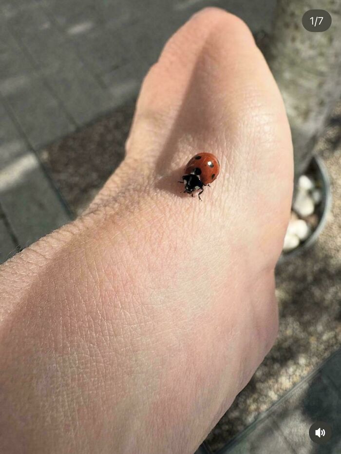 Close-up of a ladybug on a human foot creating a misleading and confusing photo that seems like a glitch in real life