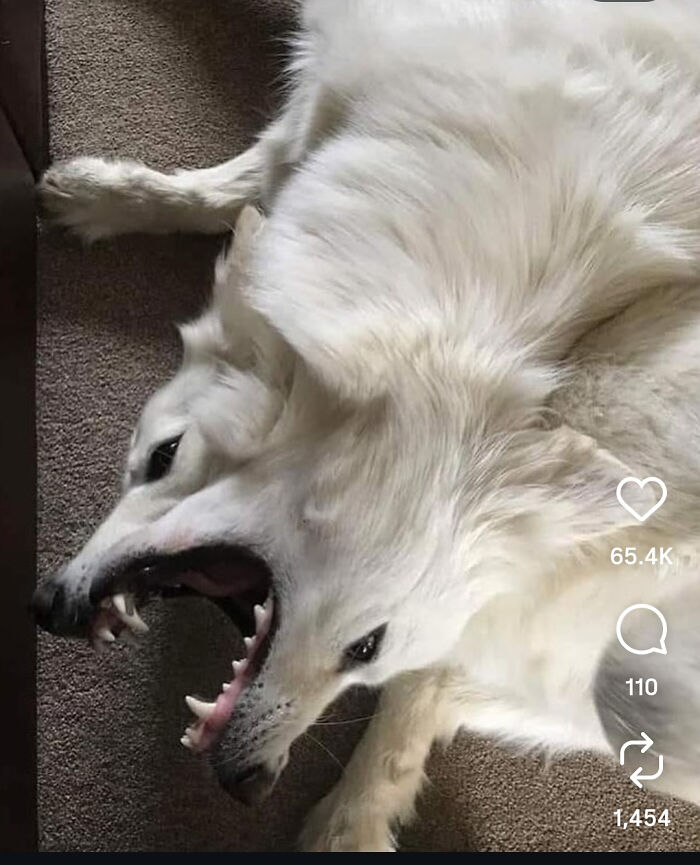 Two white dogs lying together creating a misleading and confusing photo that looks like a real life glitch.