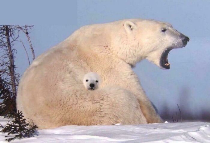 Polar bear with an unusual pose showing its baby hidden in its fur, a misleading and confusing photo resembling a real-life glitch.