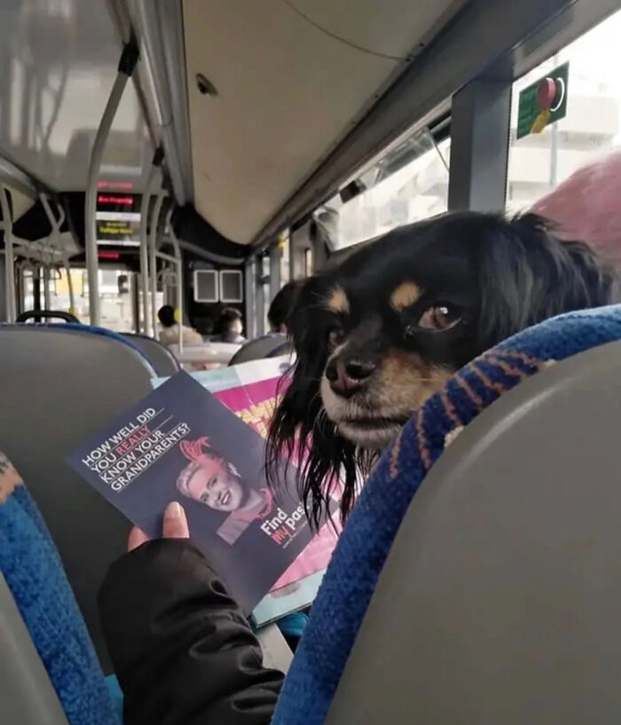 Dog's face aligned perfectly with a person's body on a bus, creating a misleading and confusing photo that seems like a real-life glitch.