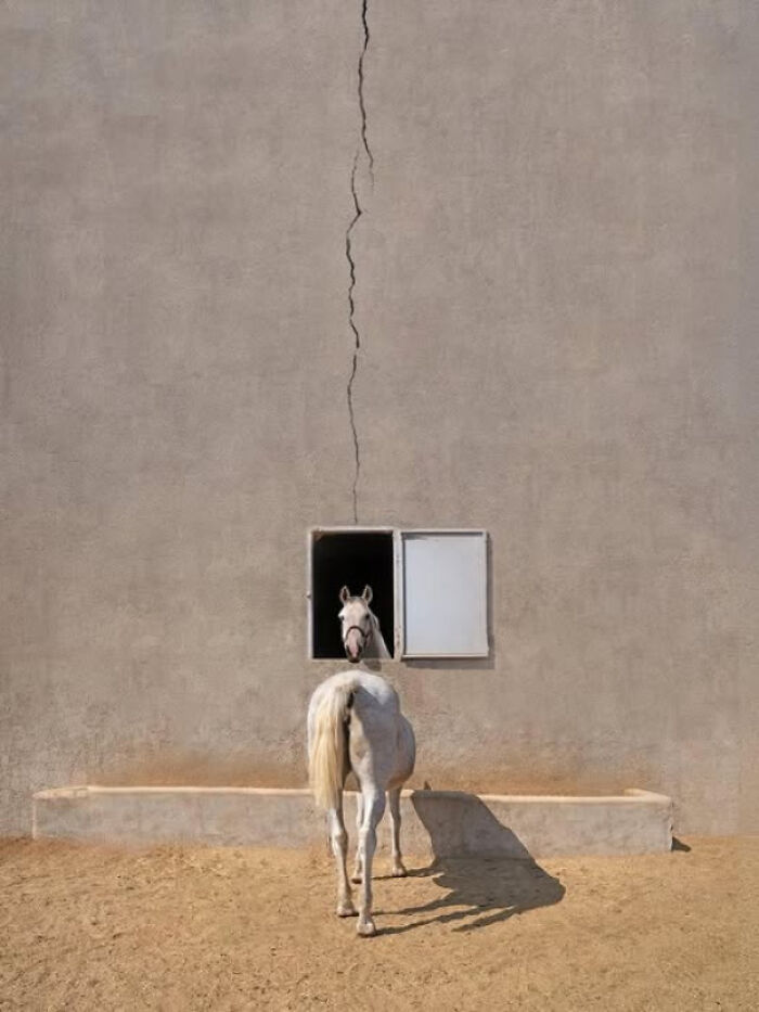 White horse facing a wall with its head visible through a small window in a misleading and confusing photo.