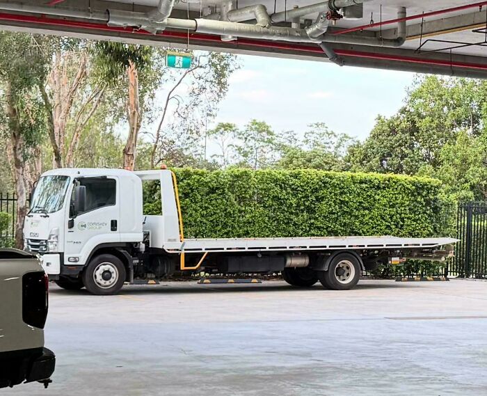 Flatbed truck parked under a roof with a large hedge on its bed, creating a misleading and confusing photo effect.