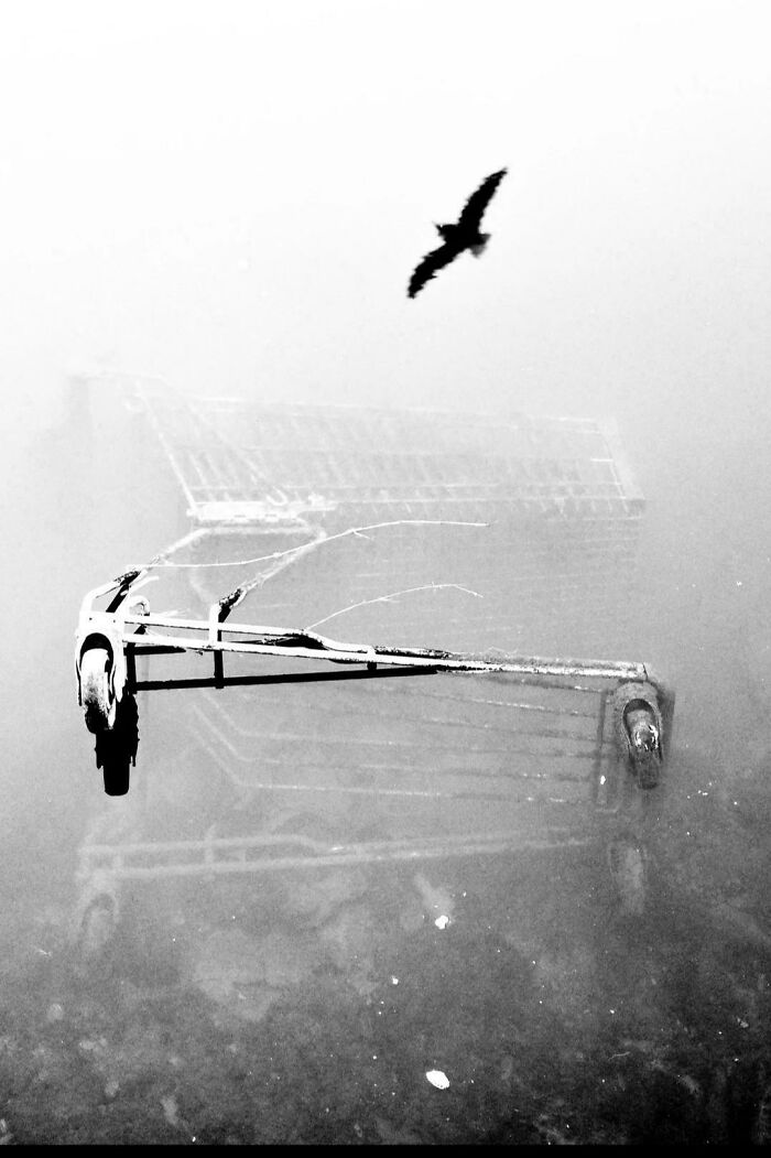Underwater discarded shopping cart with a bird flying above, creating a misleading and confusing photo effect.