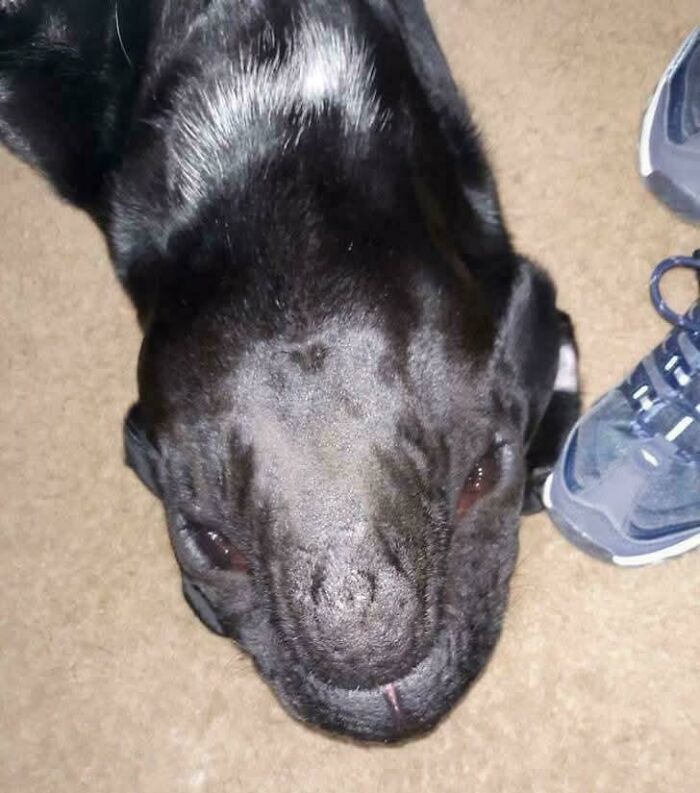 Black dog lying on carpet with distorted face creating a misleading photo that looks like a glitch in real life.