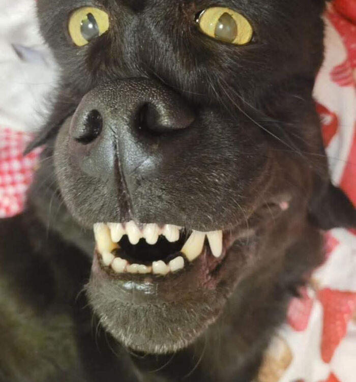 Close-up of a black dog with yellow eyes showing sharp teeth in a misleading and confusing photo that looks like a glitch in real life