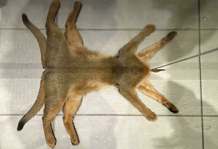 A misleading photo showing a cat appearing to have multiple legs, creating a confusing glitch-like effect.