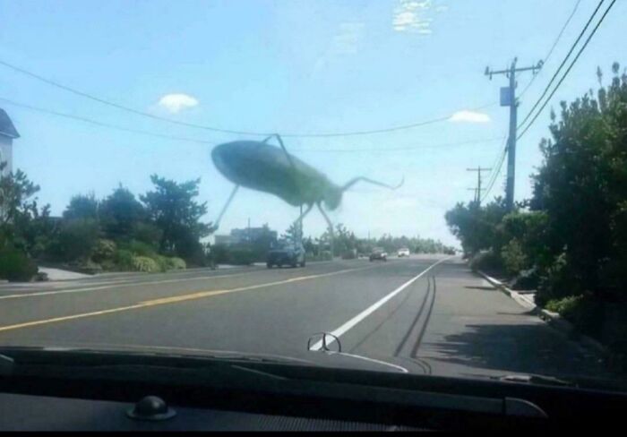 A misleading and confusing photo of a giant insect appearing to walk on a road, creating a real-life glitch effect.