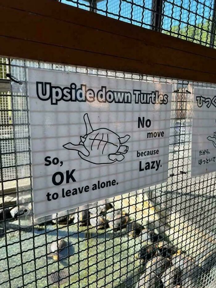 Sign about upside down turtles with humorous phrasing, an example of signs that went wrong turning into comedic gold.