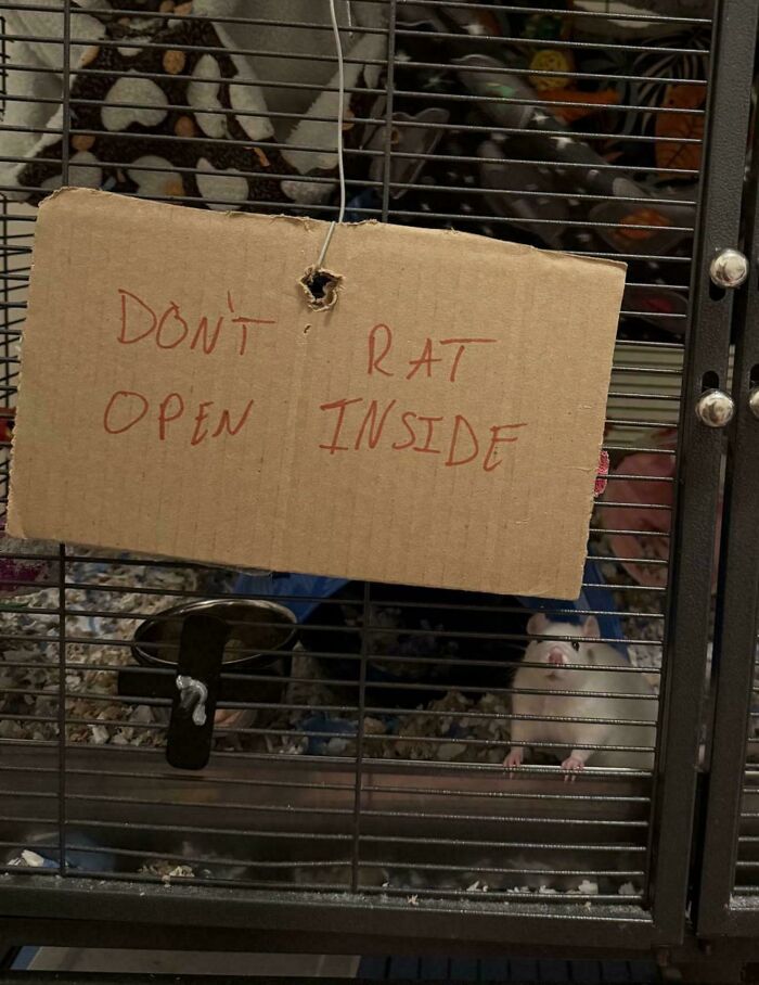 Cardboard sign on rat cage humorously reads dont rat open inside, showcasing signs that went wrong and turned into comedic gold.