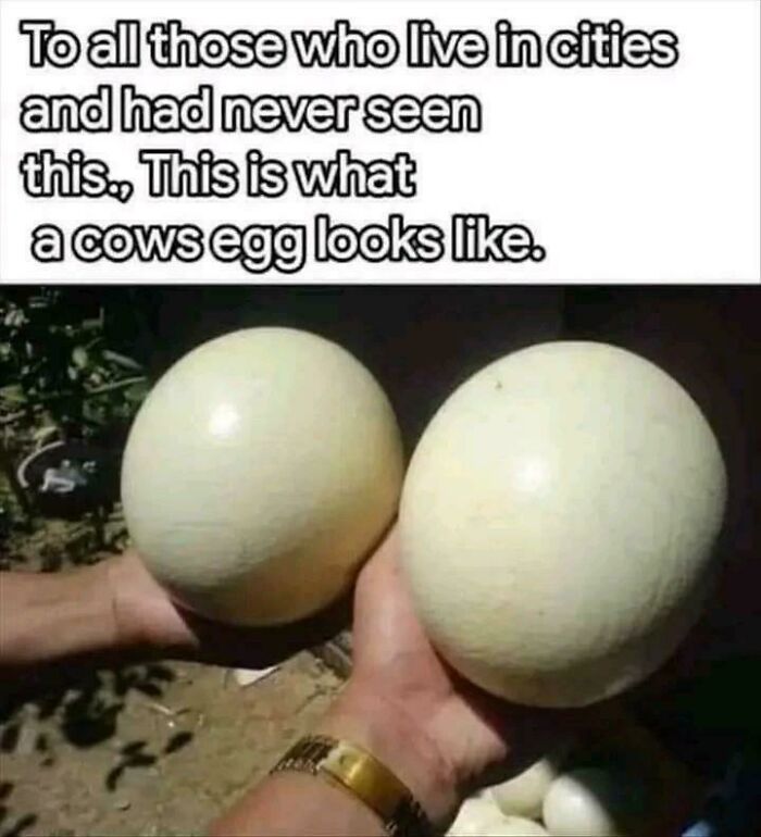 Humorous image showing two large white spheres labeled as fake cow eggs.