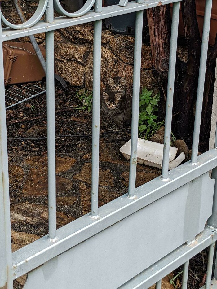 Two camouflaged kittens blending into the rocky ground behind a metal fence, hard to spot at first glance.