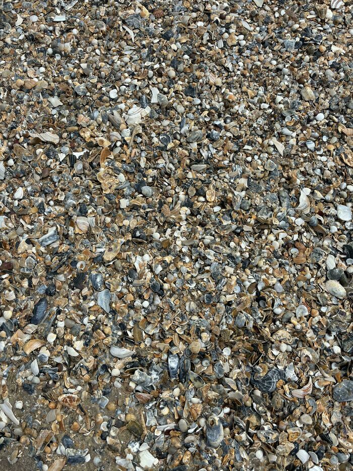 Close-up of a camouflaged animal blending perfectly among countless small shells on the beach sand.