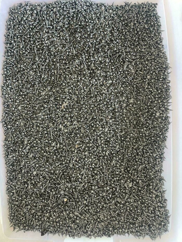 A large pile of screws with one tiny perfectly camouflaged gecko blending in with the metallic shapes and colors.