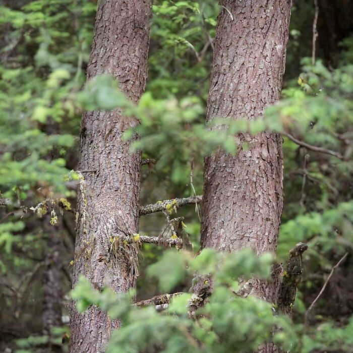 Perfectly camouflaged owl blending into the tree bark in a forest, challenging viewers to spot the hidden animal.