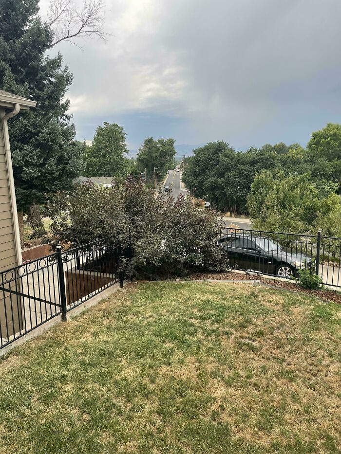 A well-camouflaged cat blends perfectly with the dark bush in a suburban backyard, illustrating perfect camouflage.