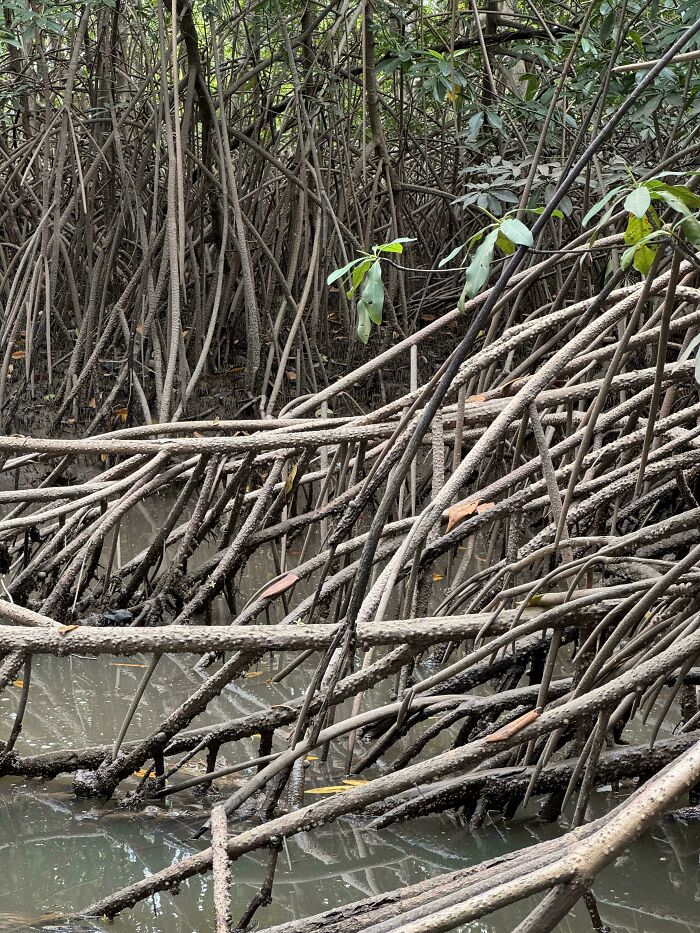 Dense mangrove roots blending perfectly into muddy water in a forest, showcasing natural camouflage in the wild environment.