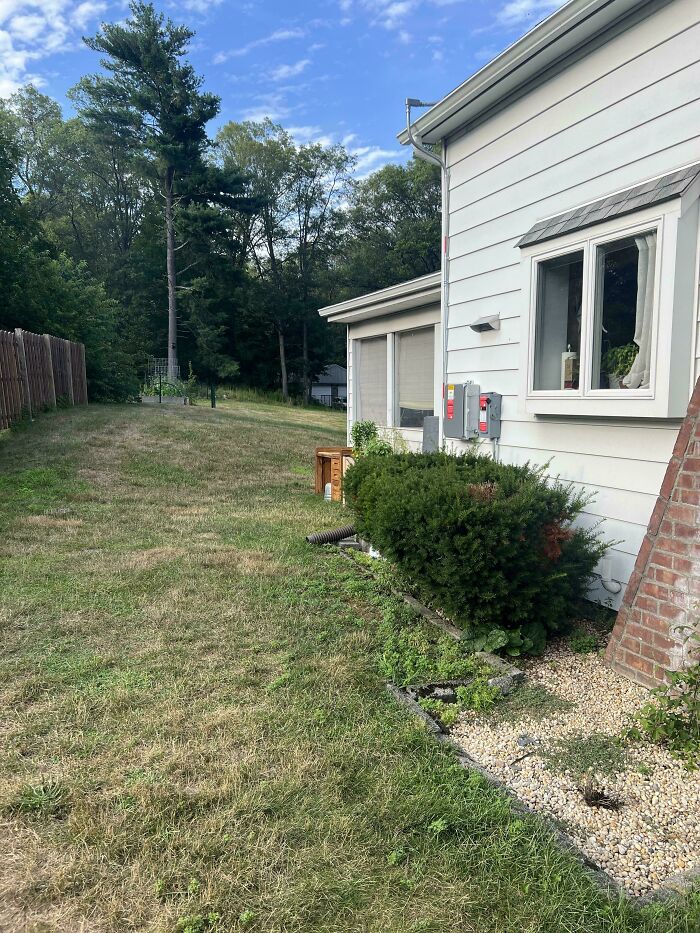A camouflaged deer blending into the bushes near a white house, showcasing perfectly camouflaged things in nature.