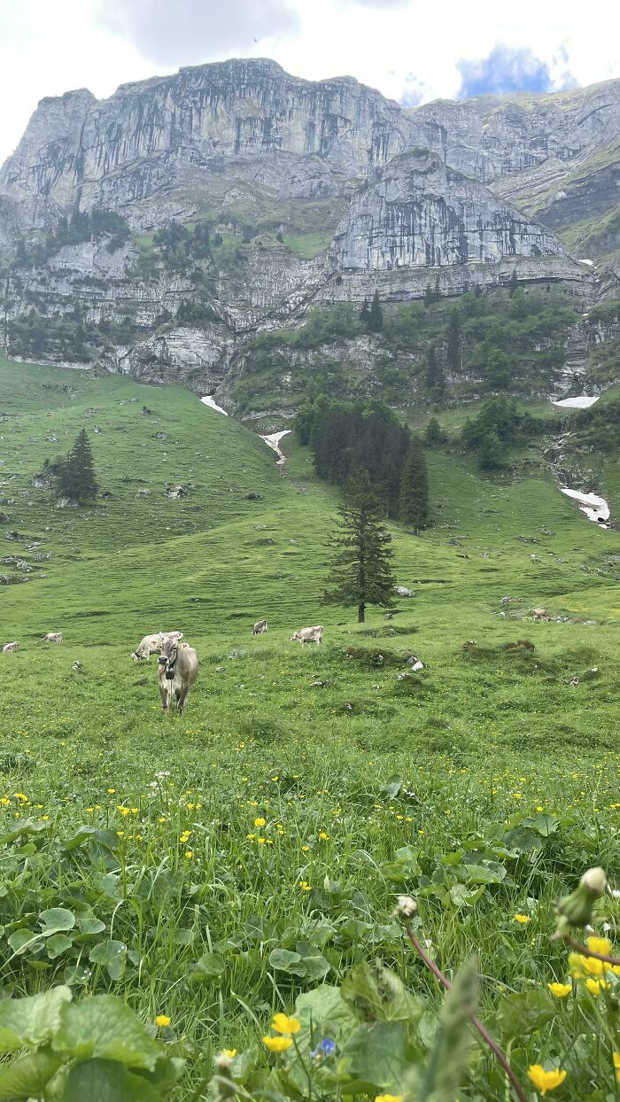 Cows camouflaged in a green mountainous meadow blending with the natural landscape and rocky cliffs behind.