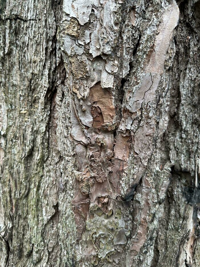 Close-up of tree bark showing natural patterns and textures in a perfectly camouflaged setting that might take time to find.