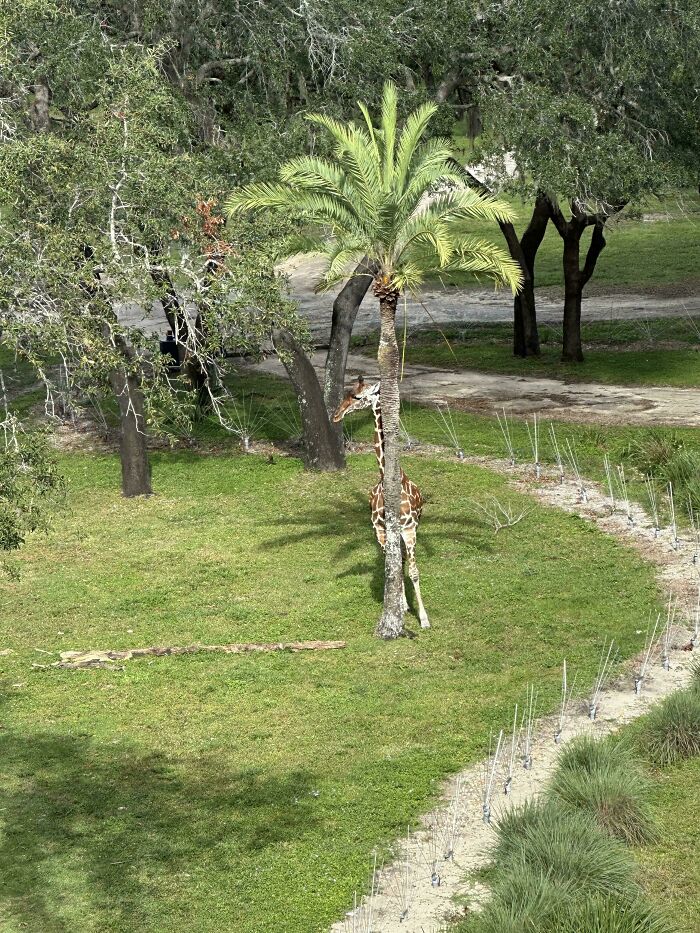 Giraffe perfectly camouflaged blending behind a palm tree in green park, a tricky camouflaged thing to spot.