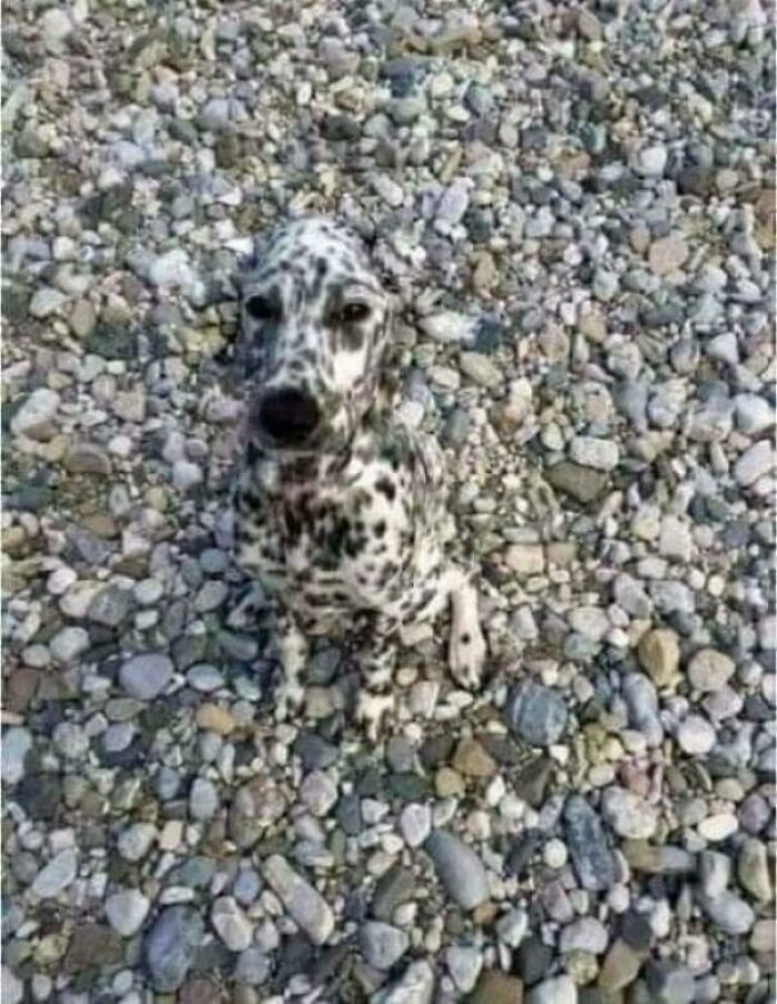 Dalmatian dog perfectly camouflaged among similarly colored rocks and pebbles, blending into the background.