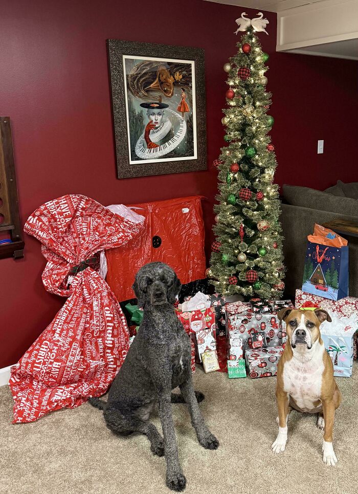 Two dogs sitting by a Christmas tree and perfectly camouflaged holiday presents in a living room.