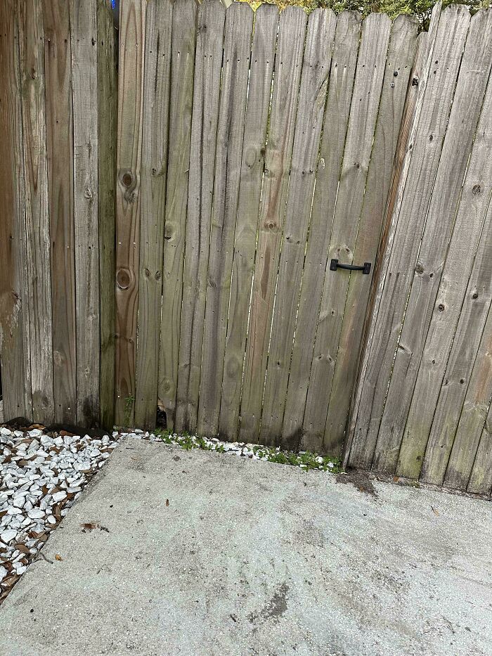 Wooden fence with a camouflaged door blending perfectly, challenging viewers to spot the hidden entrance quickly.