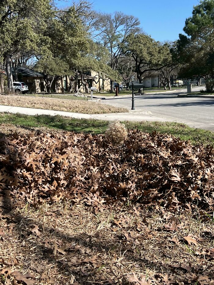 Person perfectly camouflaged in a pile of brown leaves near a suburban street on a sunny day, blending with surroundings.