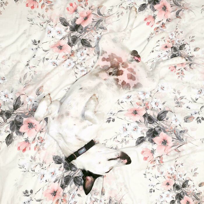 Dog perfectly camouflaged on a floral patterned bedspread, blending with the background in a tricky camouflaged scene.