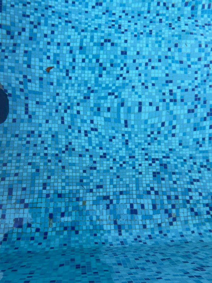 Blue mosaic tiled pool interior with a perfectly camouflaged frog blending into the pattern, challenging visual perception.