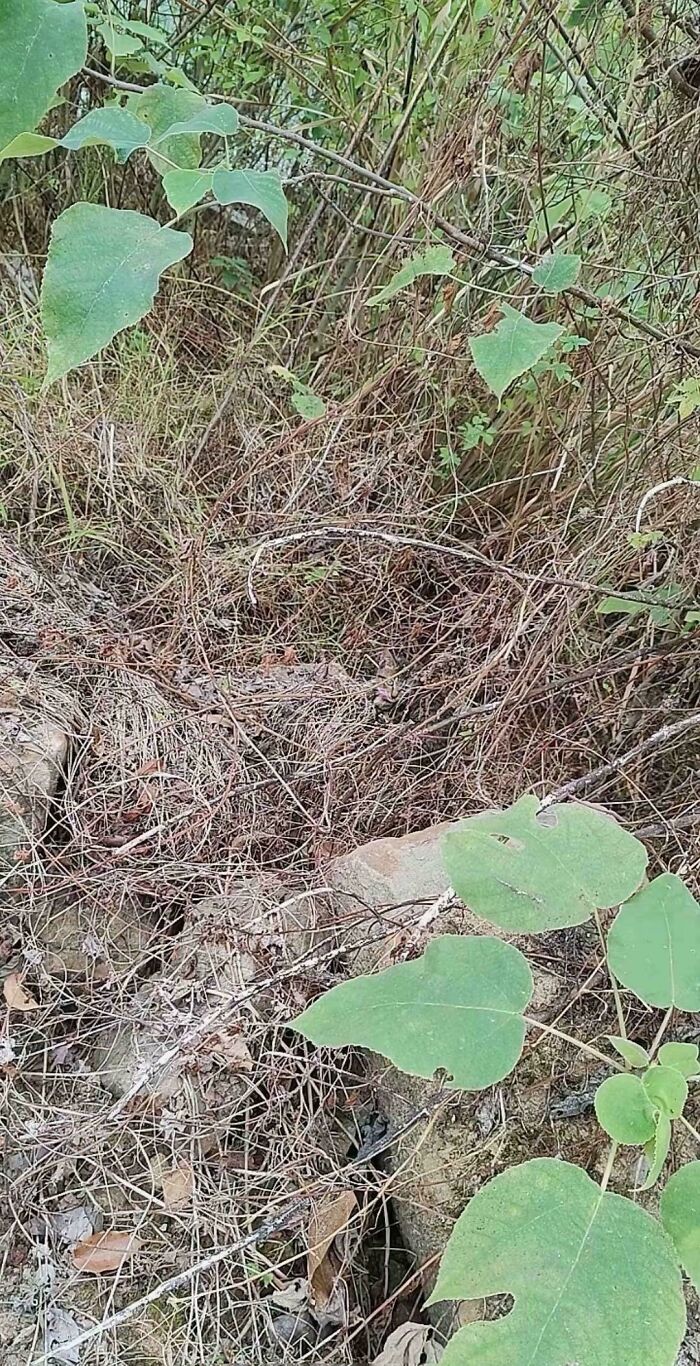 Camouflaged animal hidden among dry twigs and green leaves blending perfectly with natural surroundings.
