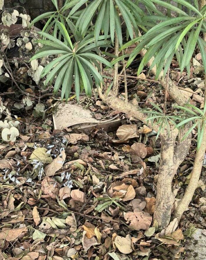 A well-camouflaged lizard blending perfectly with dry leaves and tree bark in a natural setting.