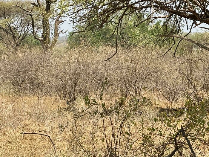 Dense dry brush and trees with a perfectly camouflaged animal blending into the natural environment, challenging viewers to find it.