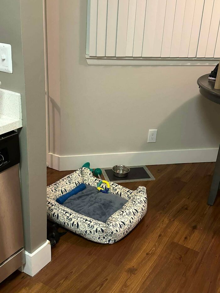 Small black dog perfectly camouflaged hiding beside patterned pet bed on hardwood floor near kitchen corner.