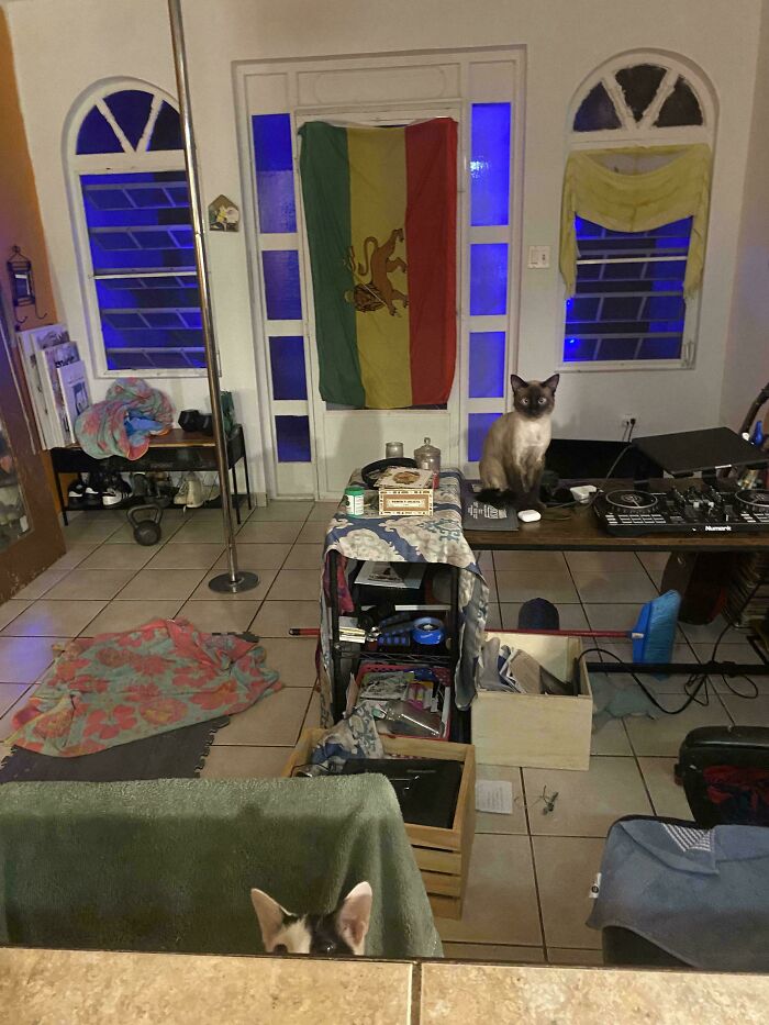 Indoor room with camouflaged cats blending into the surroundings, showcasing perfectly camouflaged things to find.