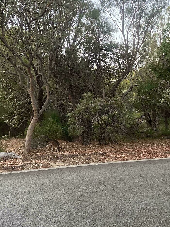 Kangaroo blending into woodland surroundings near a road, showcasing perfect camouflage in natural environment.