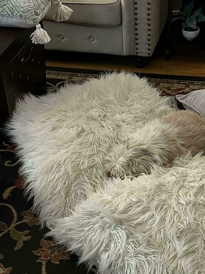 A fluffy dog perfectly camouflaged against a shaggy white rug blending into the cozy living room setting.