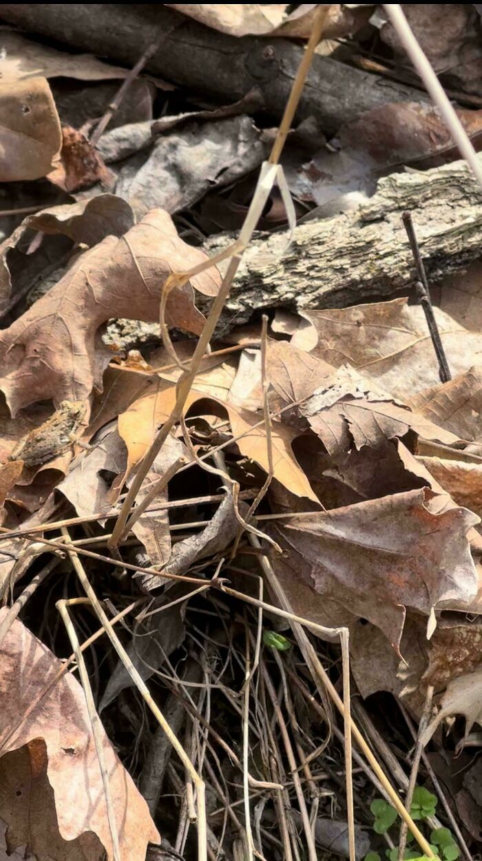 Small camouflaged toad blending perfectly with dry leaves and twigs in natural forest floor environment.
